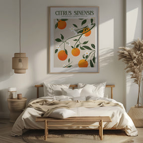 Citrus Sinensis - Orange Poster