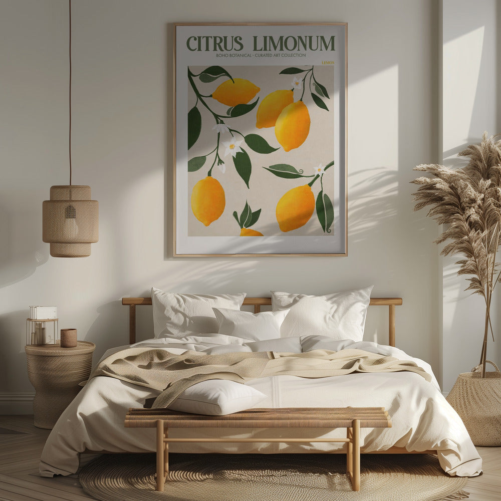 Citrus Limonum - Lemon Poster