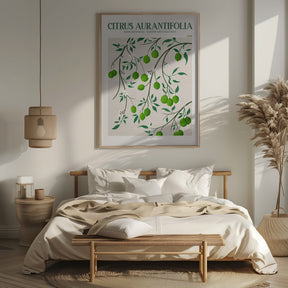 Citrus Aurantifolia - Lime Poster