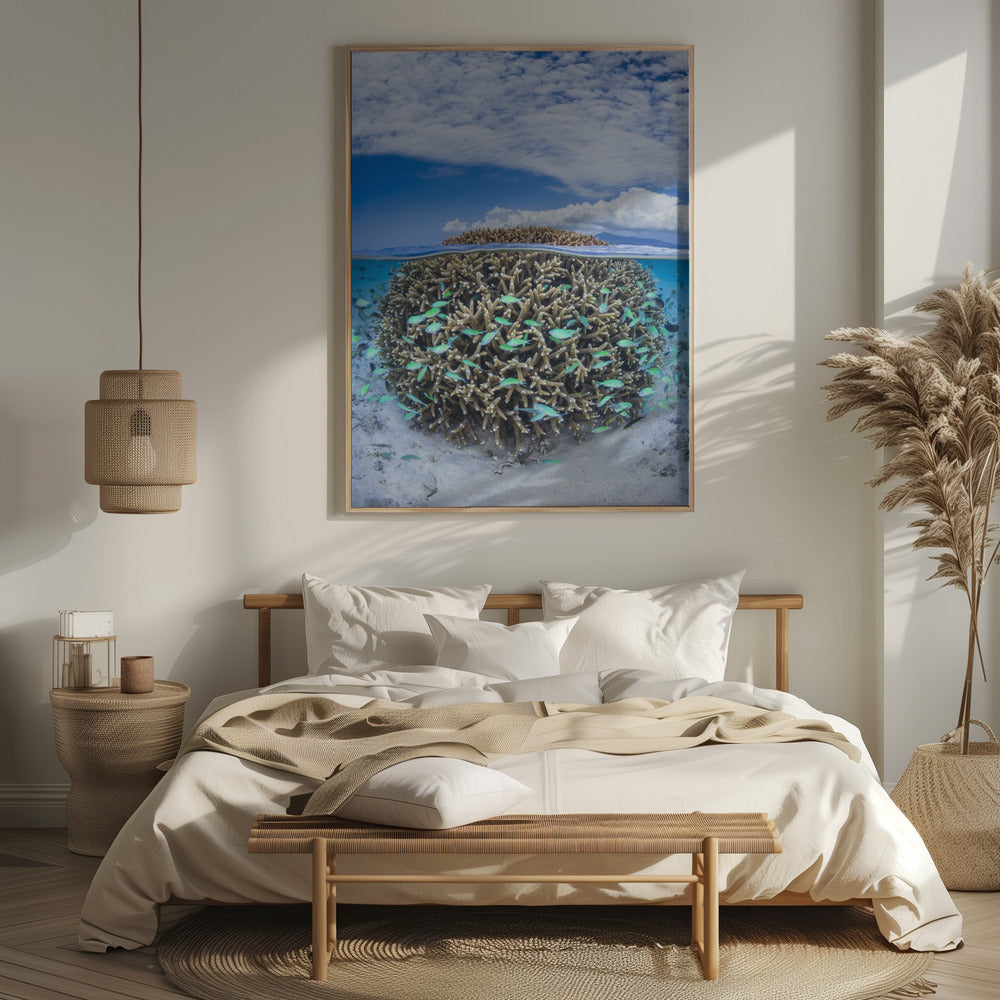 Coral Ball from Mayotte Poster