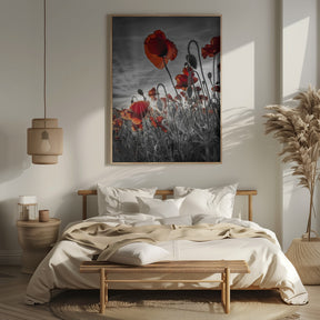 Fascinating poppies | colorkey Poster