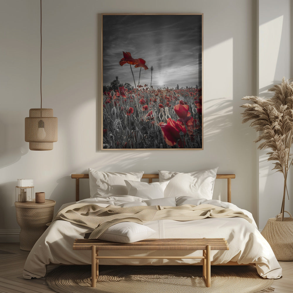 Poppies in sunset | colorkey Poster