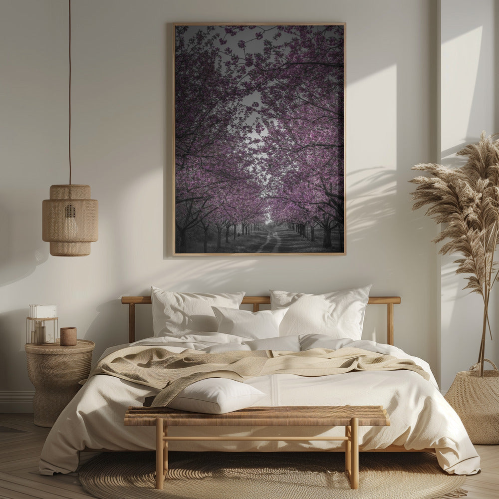 Amazing cherry blossom alley in pink Poster