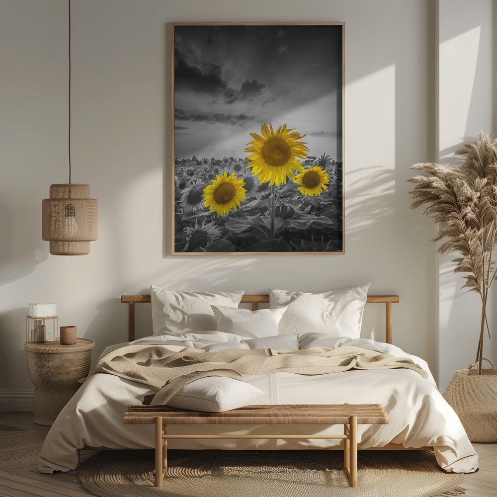 Yellow pop sunflowers Poster