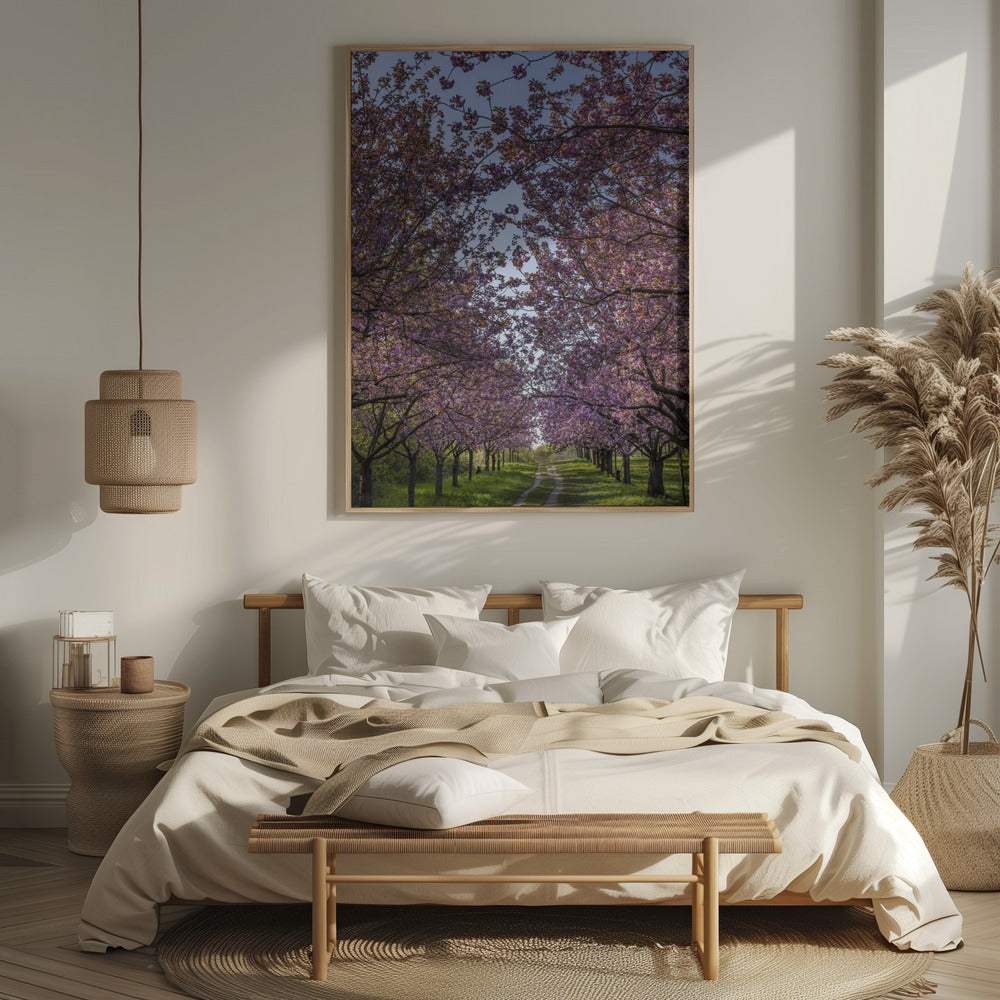 Idyllic cherry blossom trail Poster