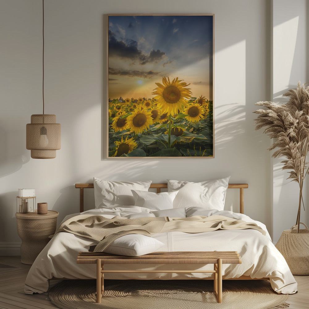 Sunset with beautiful sunflowers Poster