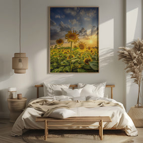 Sunflower field at sunset Poster