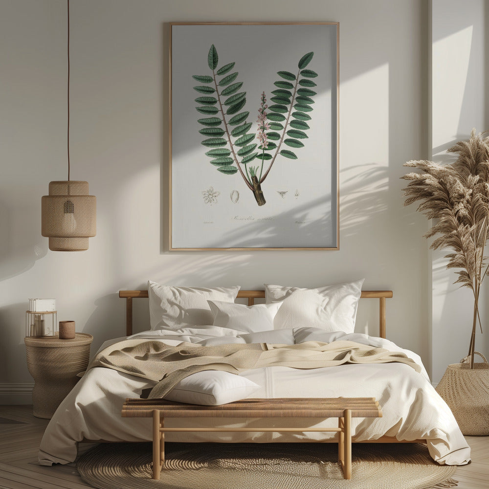 Boswellia Serrata Medical Botany Poster