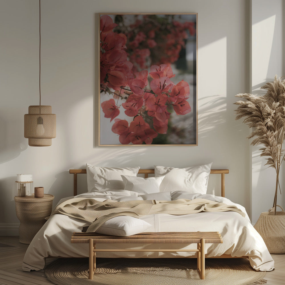 Pink Bougainvilleas Poster