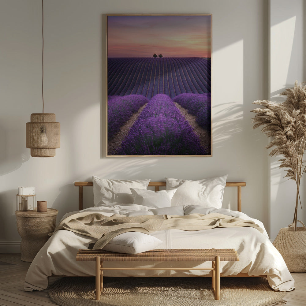 Lavender fild Poster