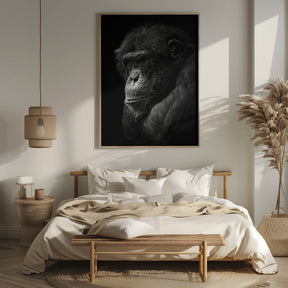 Chimpanzee Poster