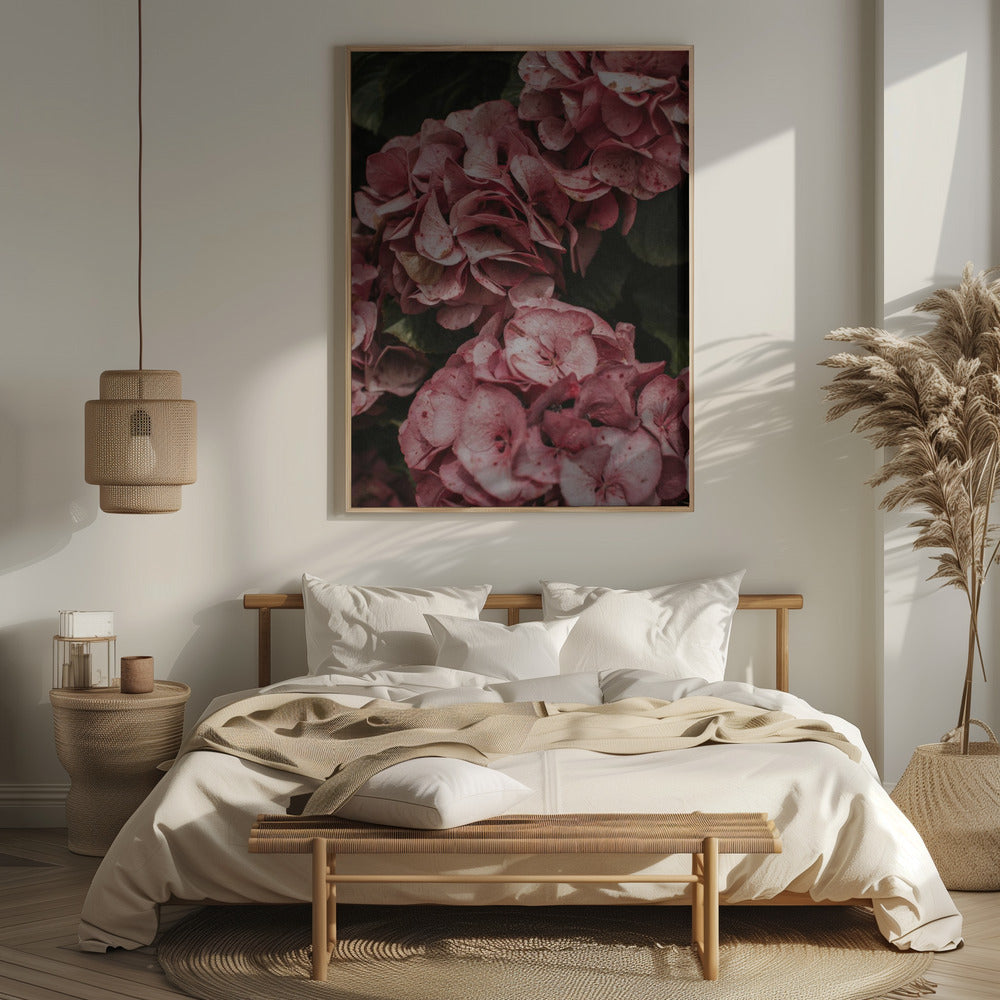 Old Pink Hydrangeas Poster