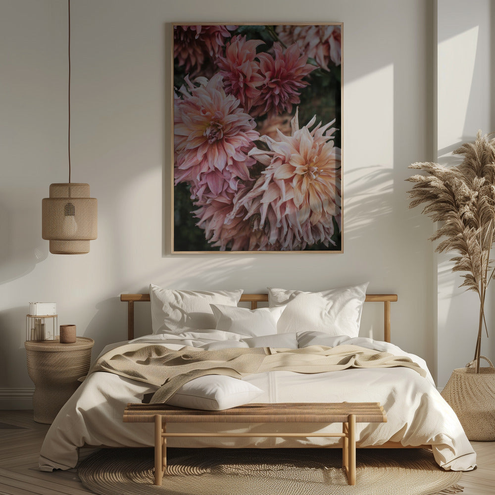 Pink Dhalias Poster