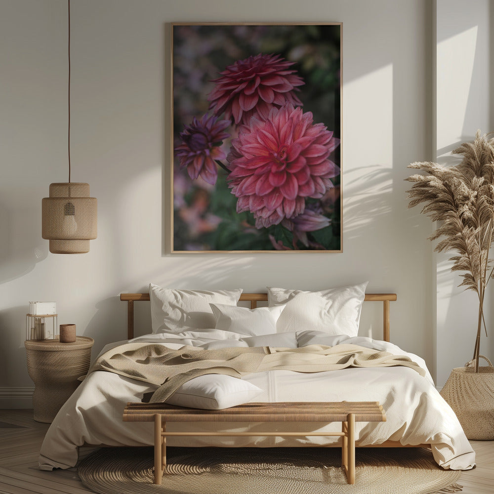 Dark Pink Dhalias Poster