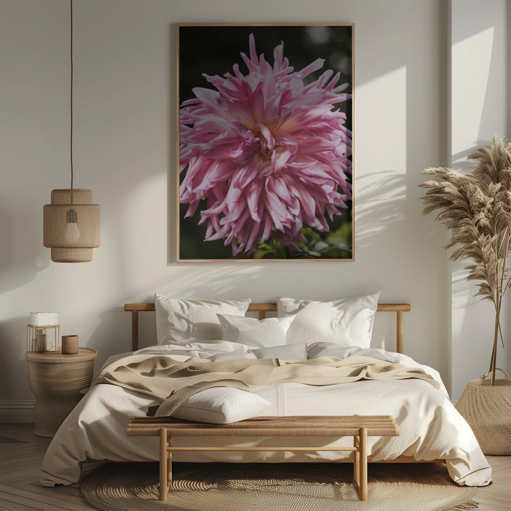 Light Pink Dhalia Poster