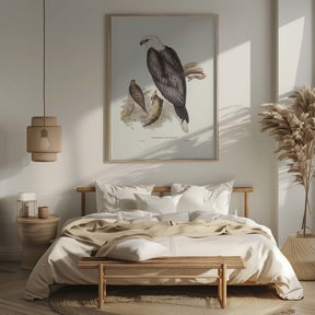 White Bellied Sea Eagle Poster