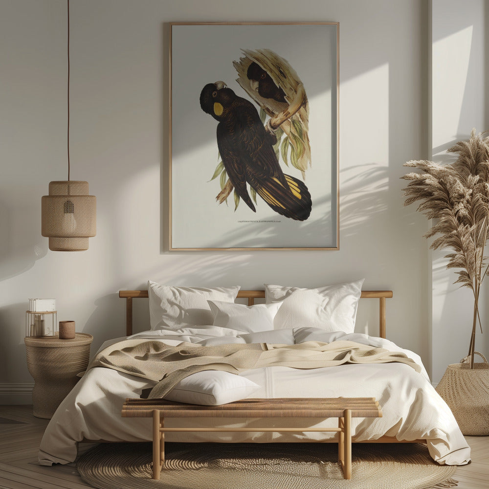 Yellow Eared Black Cockatoo Poster