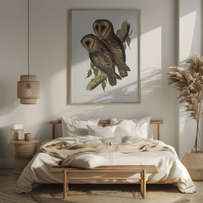 Masked Barn Owl Poster