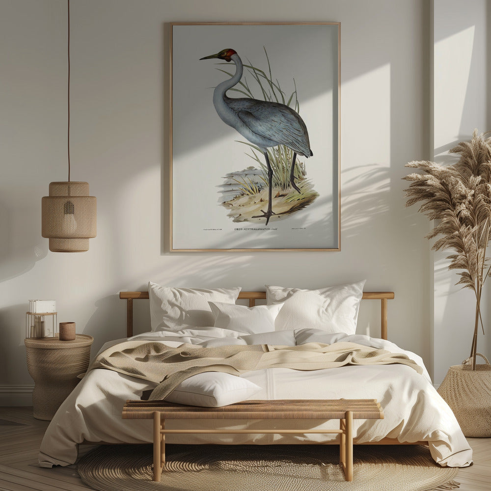 Australian Crane Poster