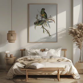 Black Tailed Parakeet Poster