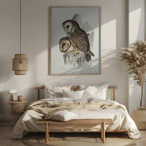 Chestnut Faced Owl Poster