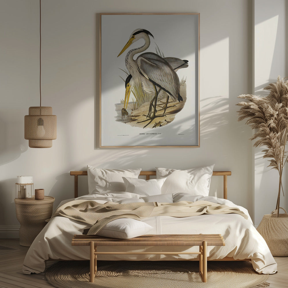 Great Grey Heron Poster