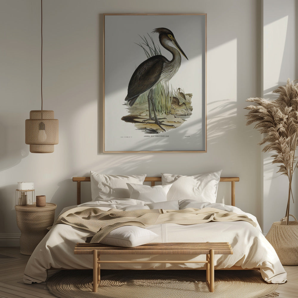 Great Billed Heron Poster