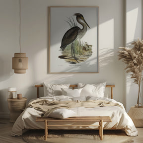 Great Billed Heron Poster