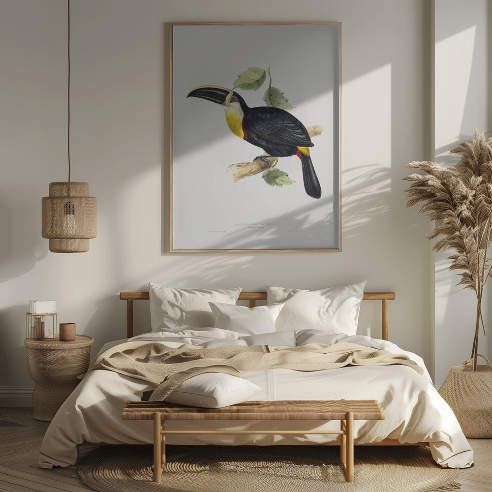 Osculant Toucan Poster