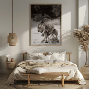 Lion Love Poster