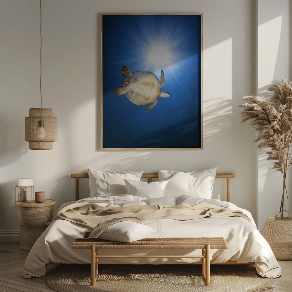 Green turtle Poster