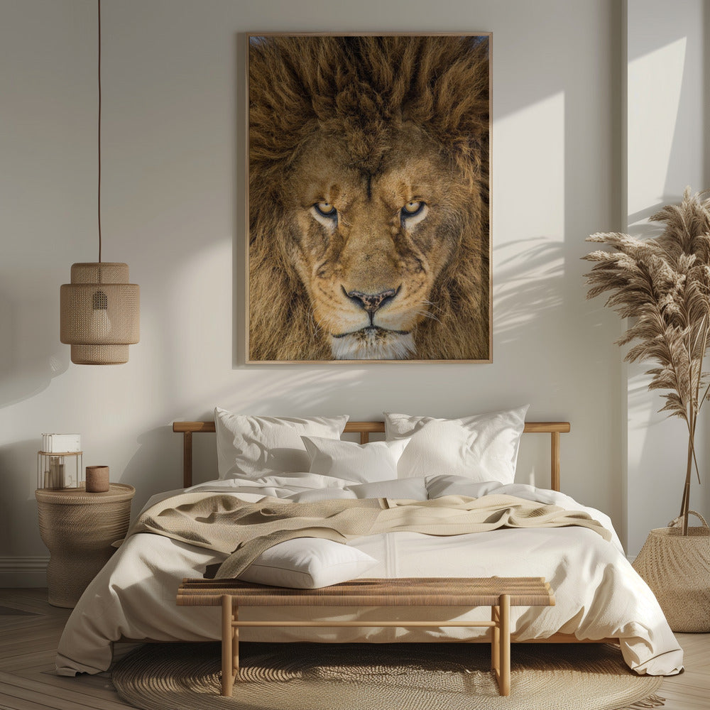 Serious Lion Poster