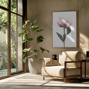 Blush peony II Poster