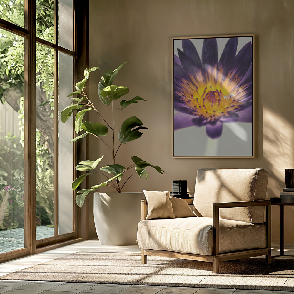 Water Lilly Poster