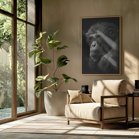 Chimpanzee Poster