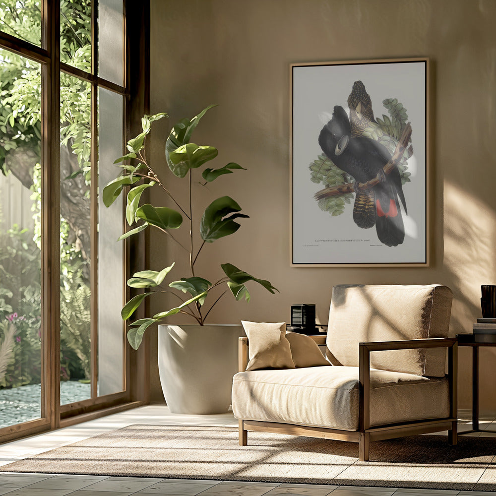 Great Billed Black Cockatoo Poster