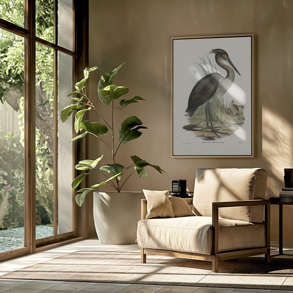 Great Billed Heron Poster