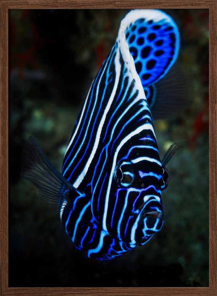 Emperor angelfish Poster