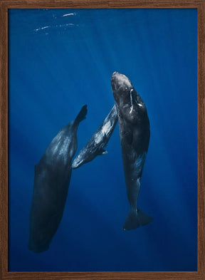 Sperm whale family Poster