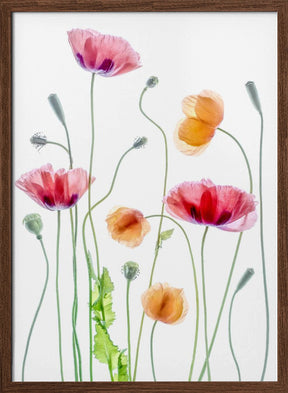 Poppies Poster