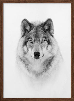 Portrait of a Timber Wolf Poster