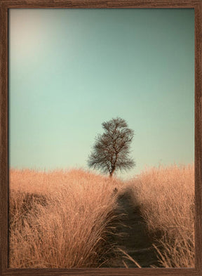 Grass and Path Poster