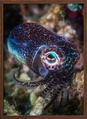 Baby cuttlefish Poster