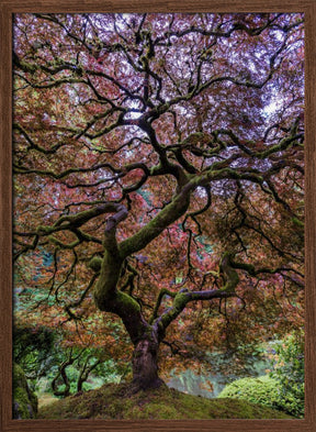 Japanese Maple Tree Poster