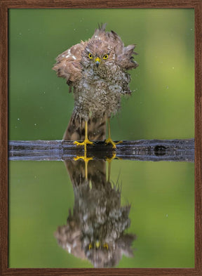 Bathing Poster