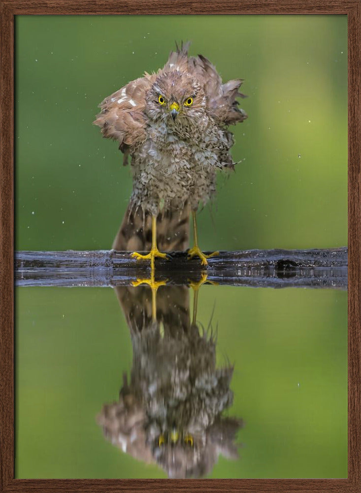 Bathing Poster