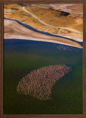 Flamingos on the Lake Poster