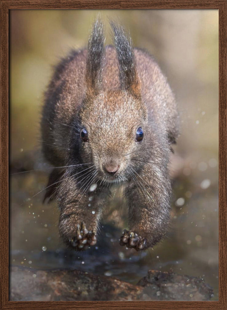 The jump of the squirrel Poster