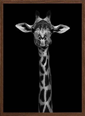 Giraffe Portrait Poster