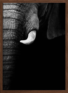 Elephant Portrait Poster